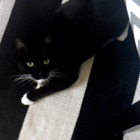 toocutekitty